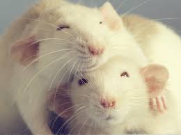 slodziaszne biale szczury