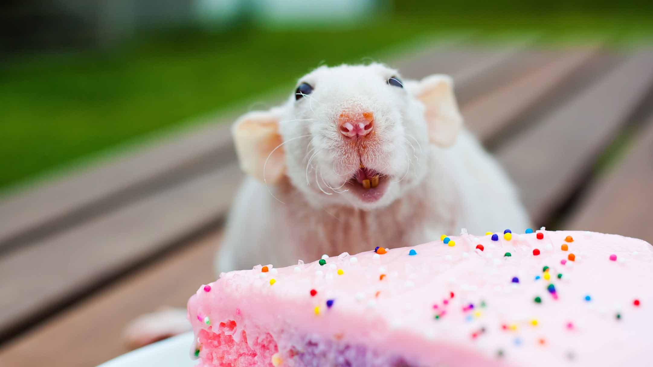 szczur je torta